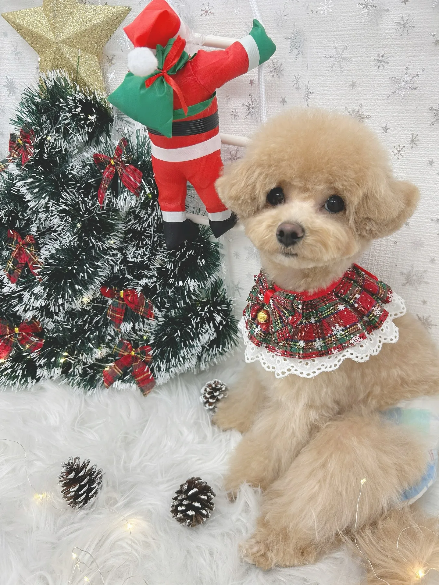 ୨୧ ∴トリミングサロン∴ ୨୧