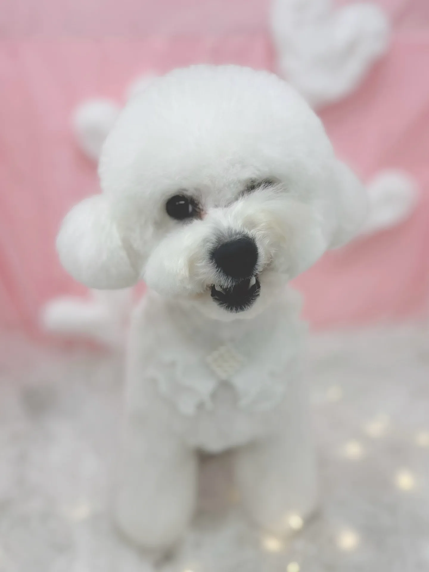 ୨୧ ∴トリミングサロン∴ ୨୧