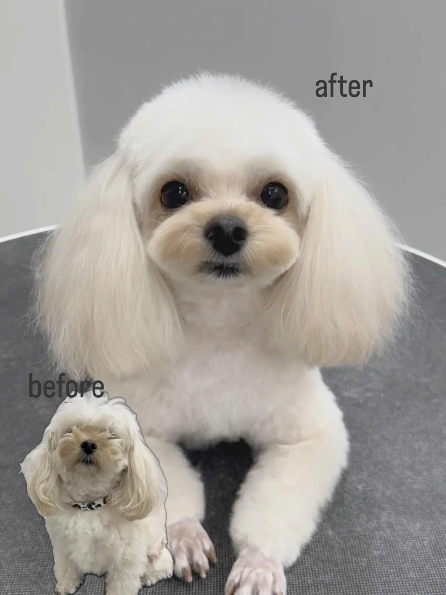 ୨୧ ∴ペットサロン∴ ୨୧